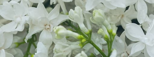 White flowers, macro