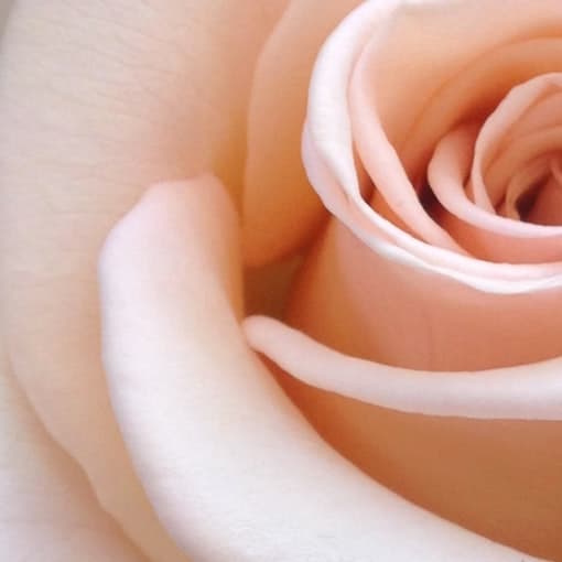 White rose