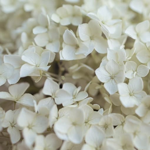 White flowers, macro