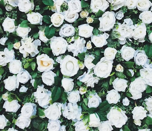 White roses