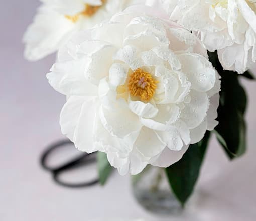 White flowers in a vase